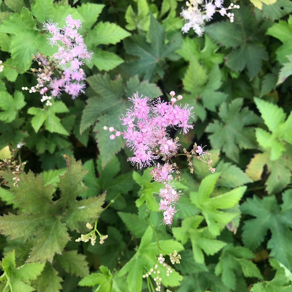 Filipendula palmata Nana