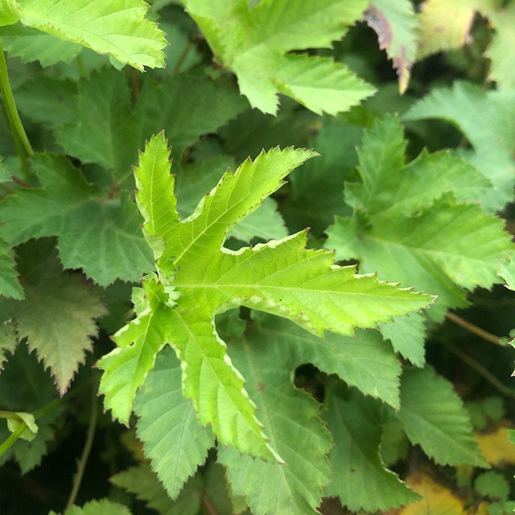 Filipendula palmata Nana
