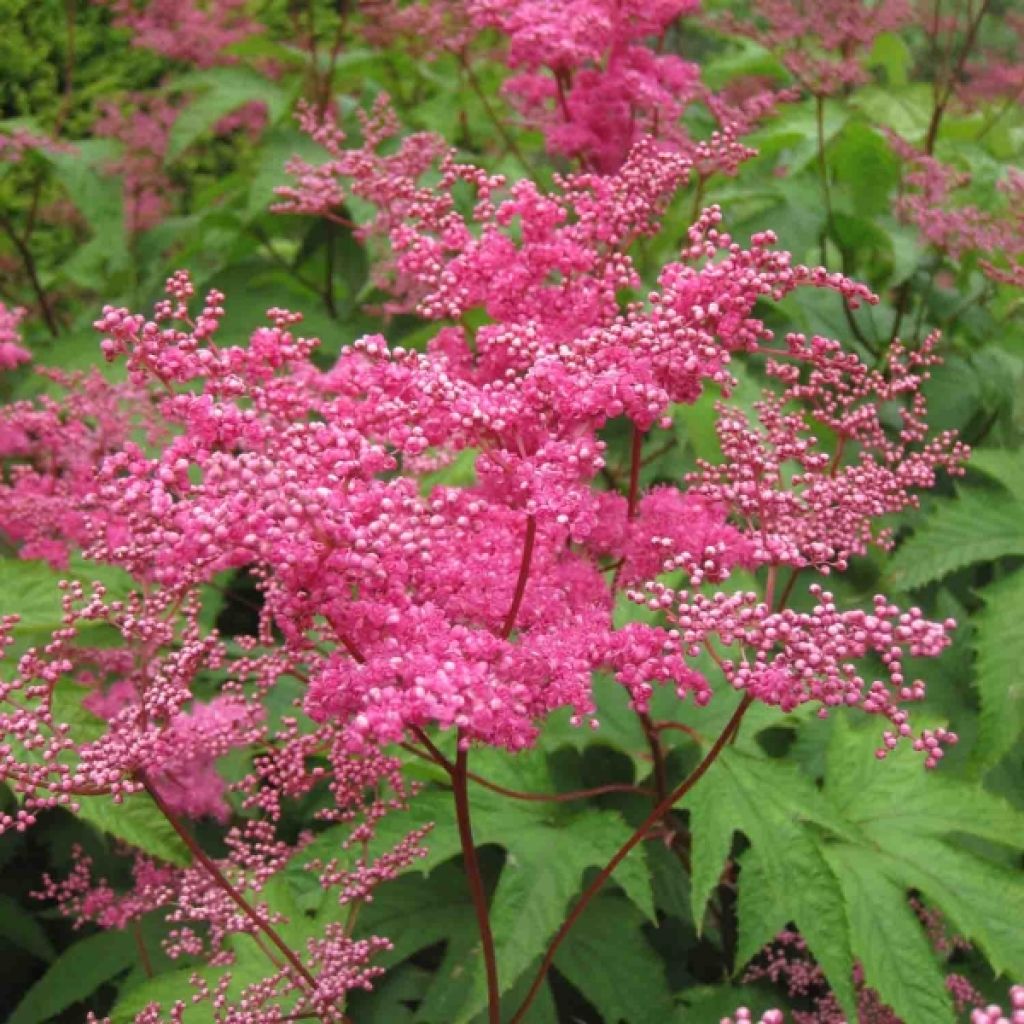Filipendula purpurea - Purple Meadowsweet