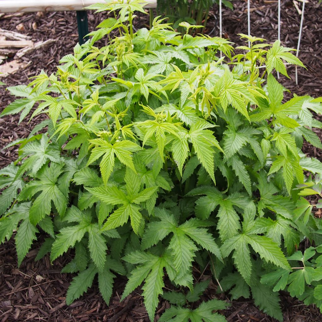 Filipendula purpurea Alba