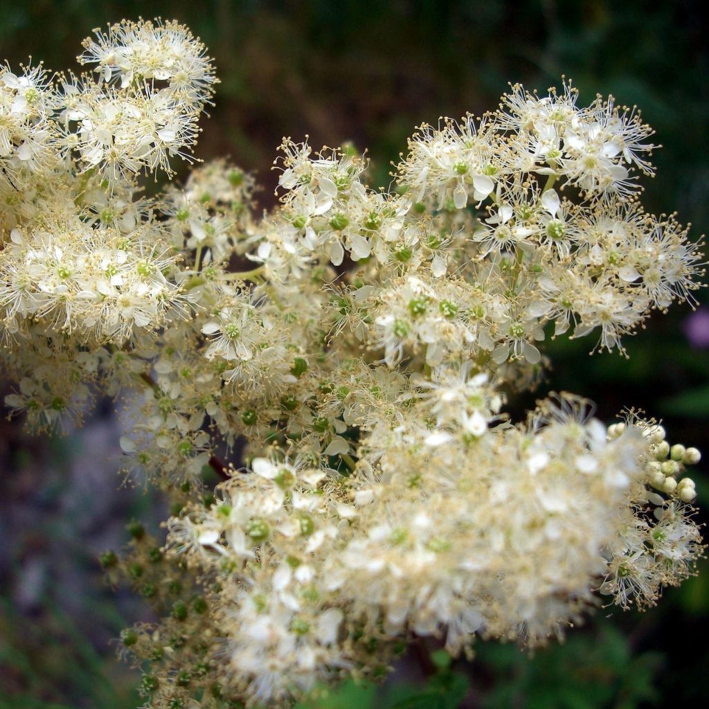 Filipendula ulmaria
