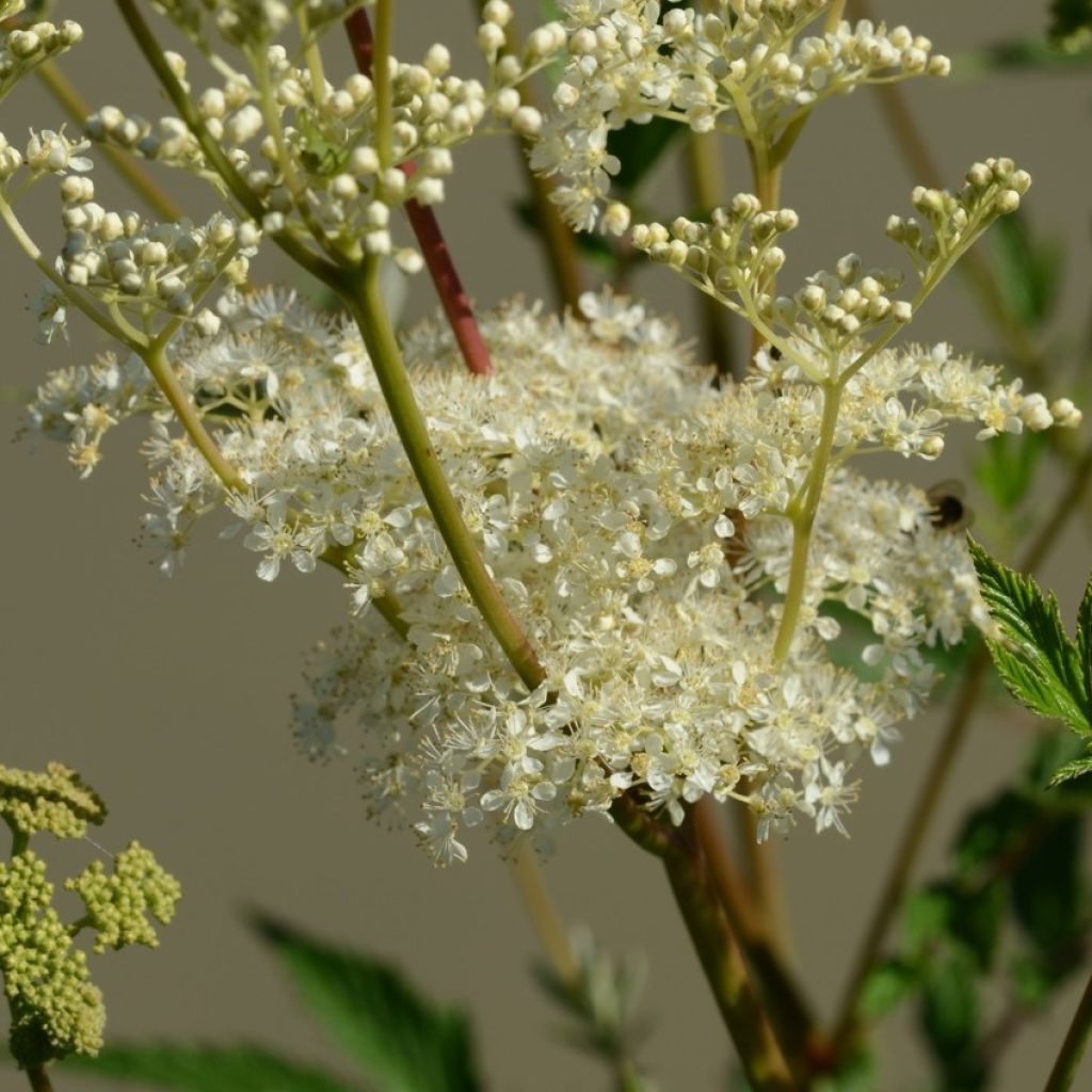 Filipendula ulmaria
