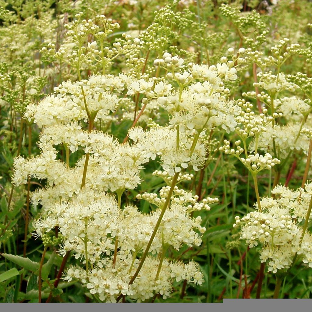 Filipendula ulmaria