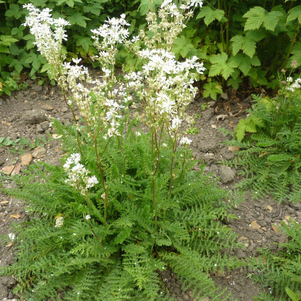 Filipendula vulgaris hexapetala