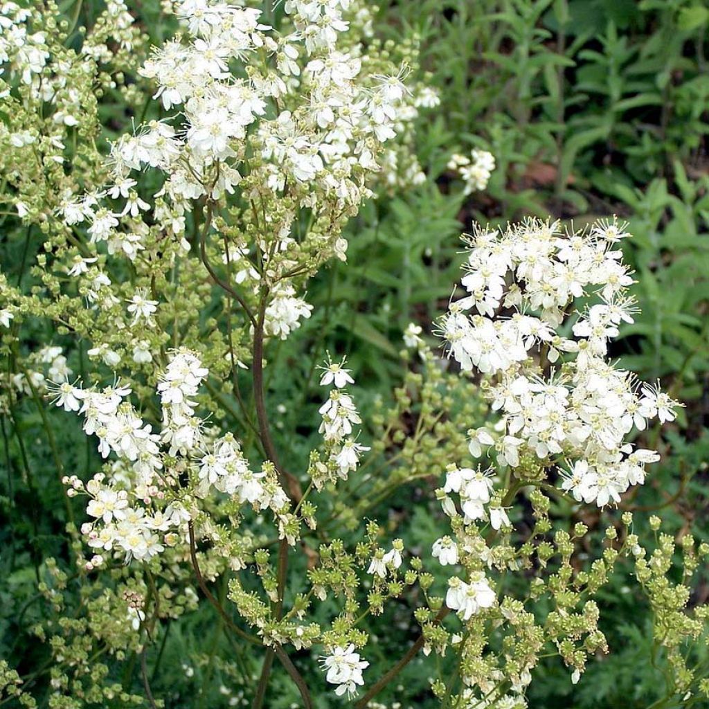Filipendula vulgaris hexapetala