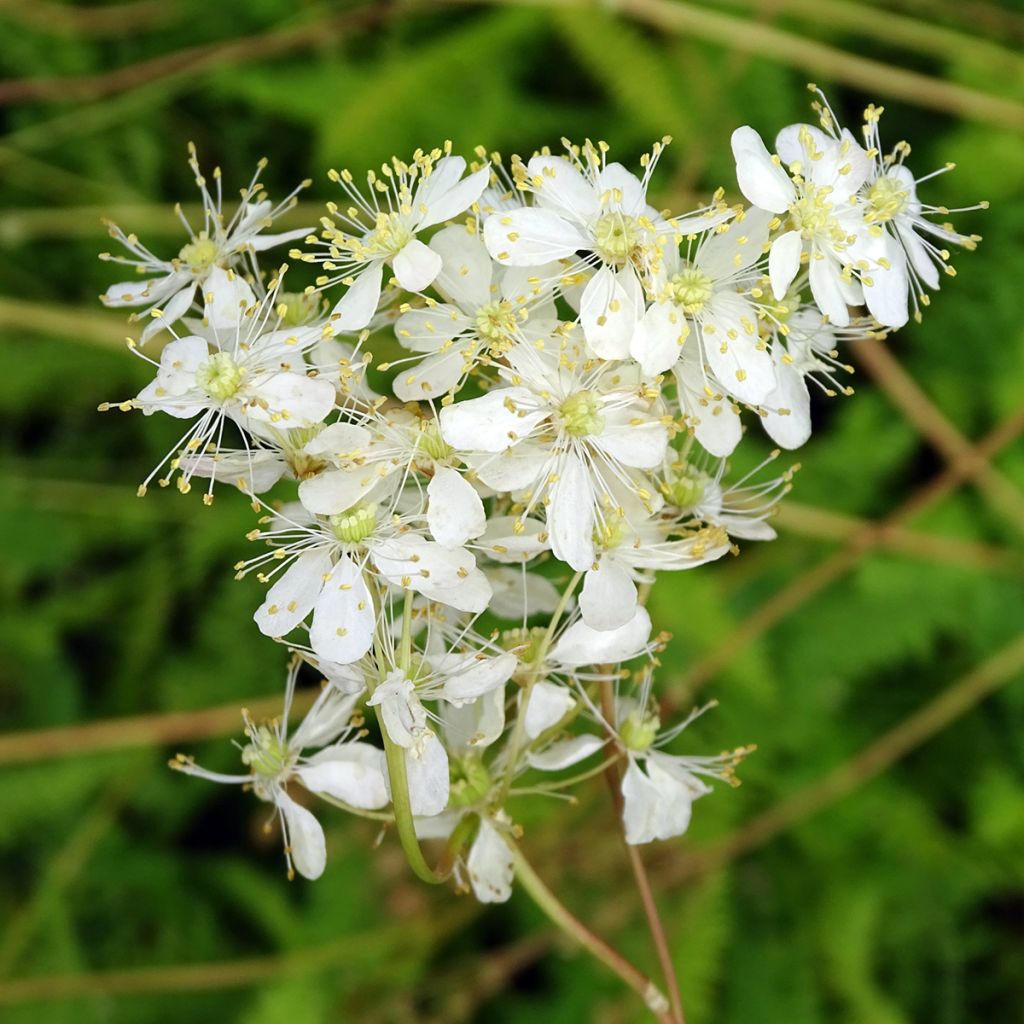 Filipendula vulgaris hexapetala