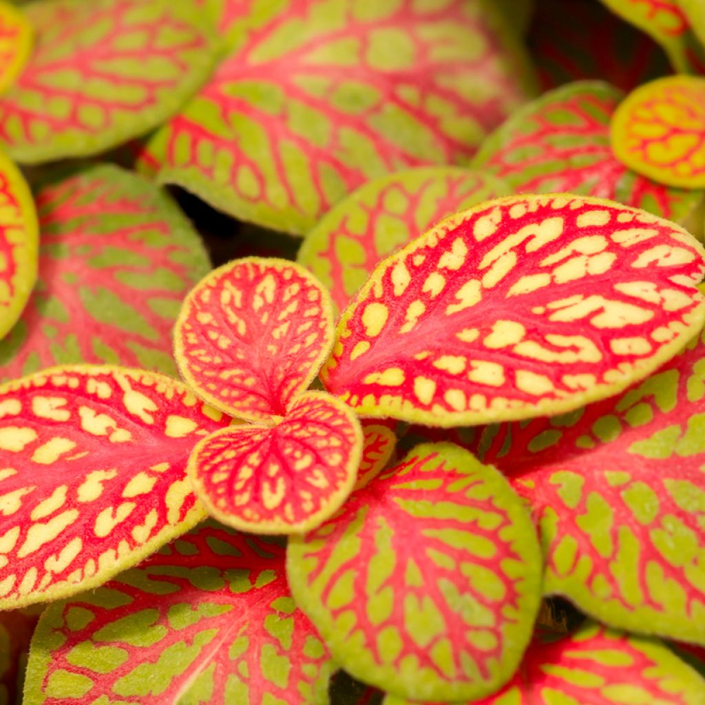 Fittonia albivenis Skeleton - Nerve plant