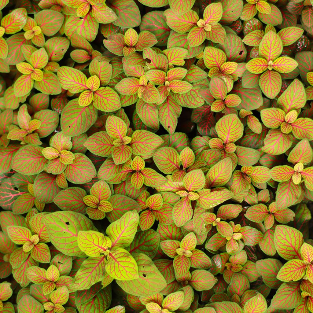 Fittonia albivenis Skeleton - Nerve plant