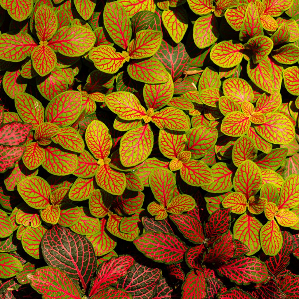 Fittonia albivenis Skeleton - Nerve plant