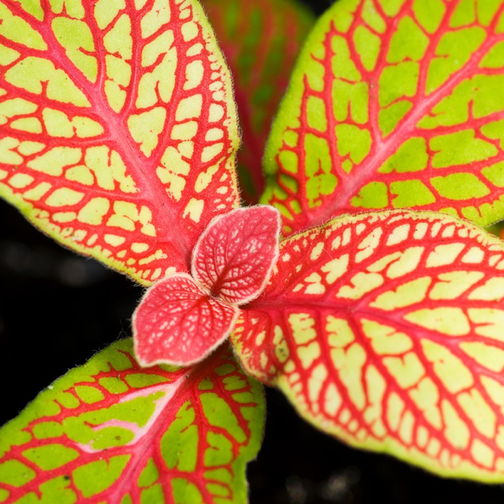 Fittonia albivenis Skeleton - Nerve plant