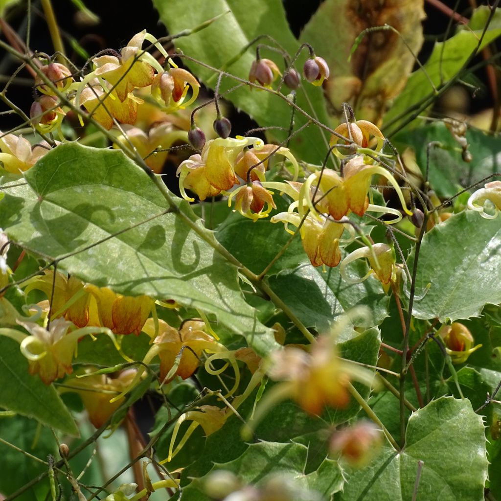 Epimedium Amber Queen - Barrenwort
