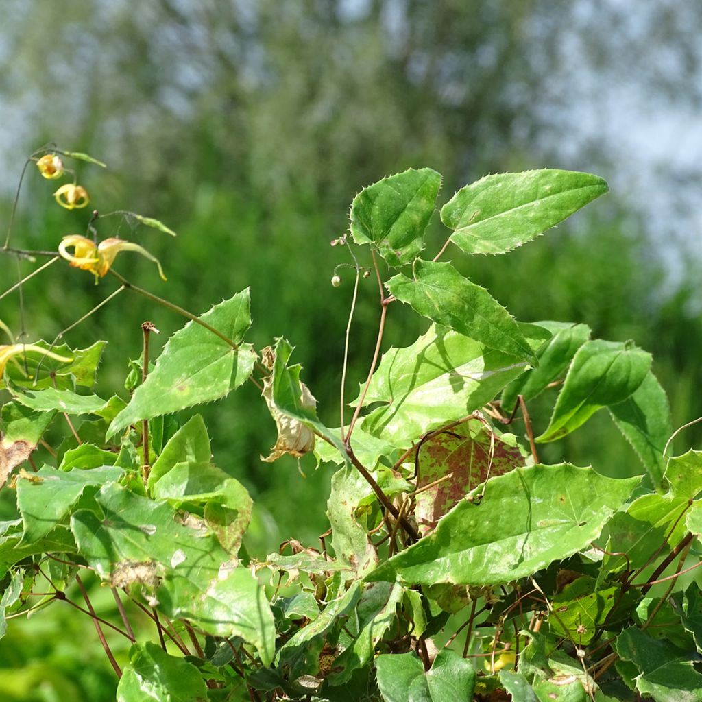 Epimedium Amber Queen - Barrenwort