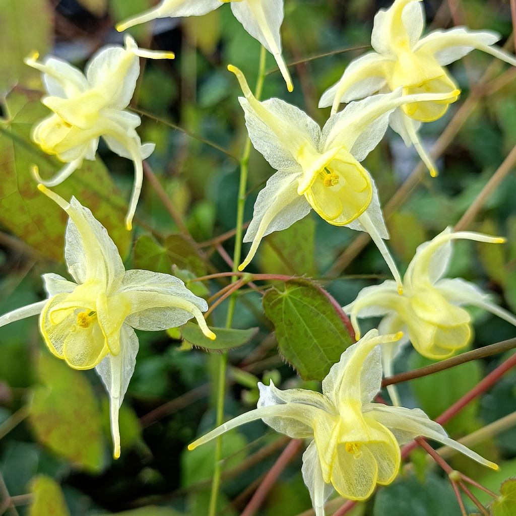 Epimedium Flowers of Sulphur - Barrenwort