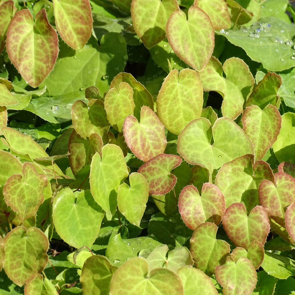 Epimedium pinnatum subsp. colchicum - Barrenwort