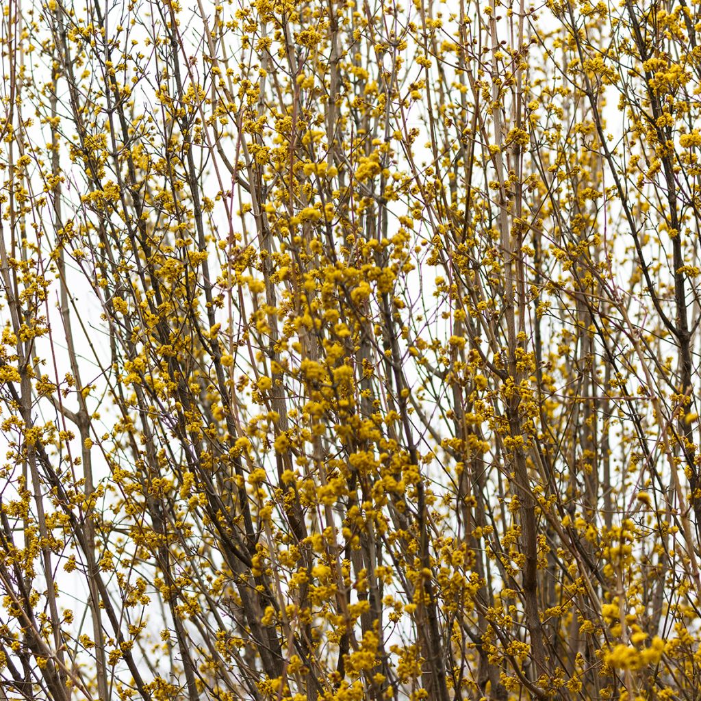 Forsythia intermedia Marée dOr