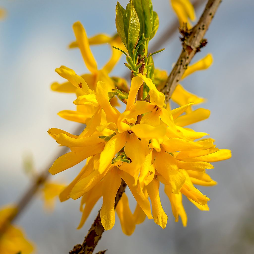 Forsythia intermedia Marée dOr