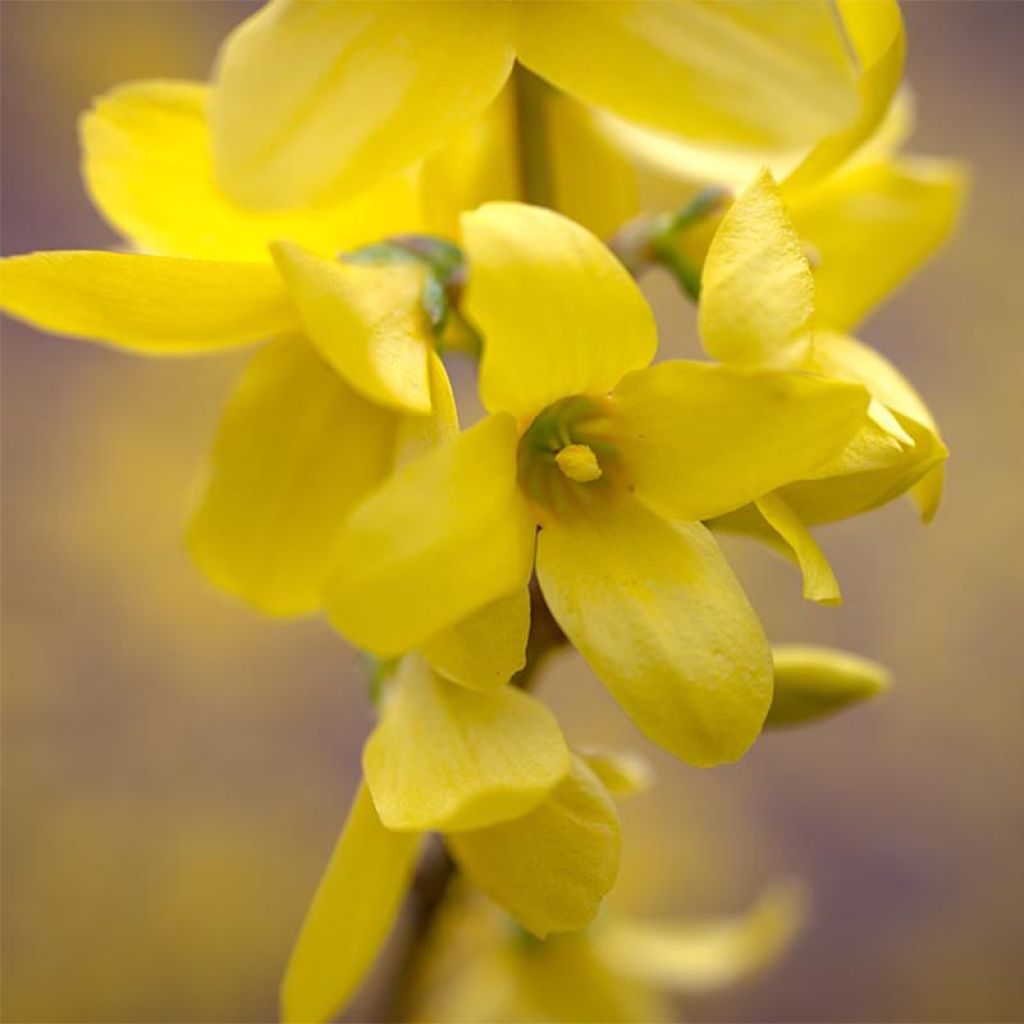 Forsythia intermedia Mêlée dOr
