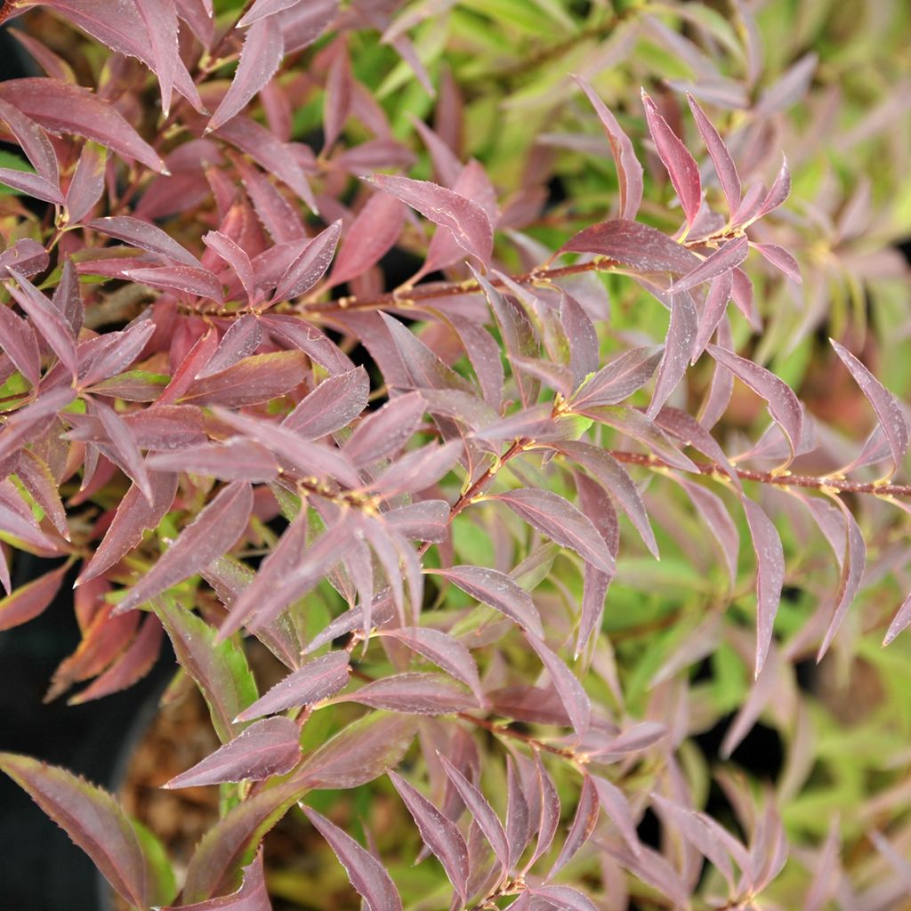 Forsythia intermedia Mêlée dOr