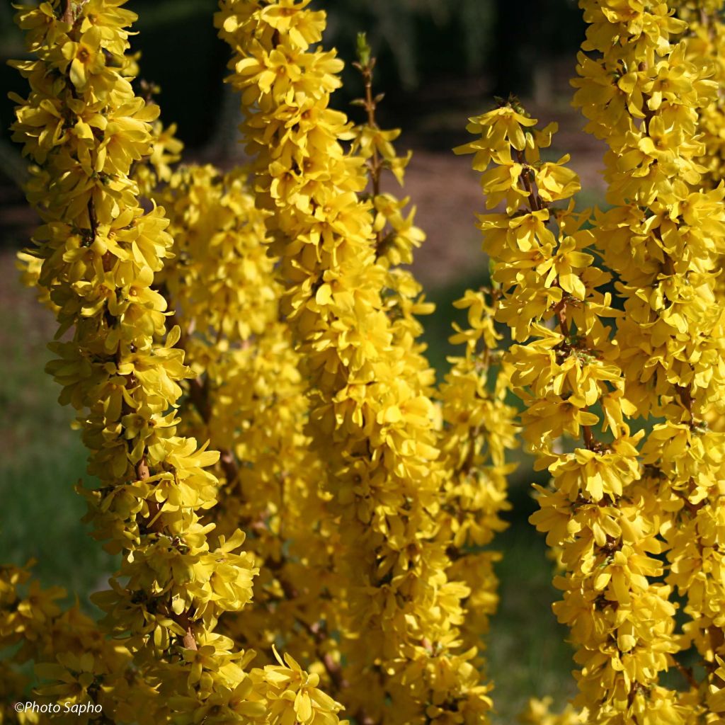 Forsythia intermedia Mikador