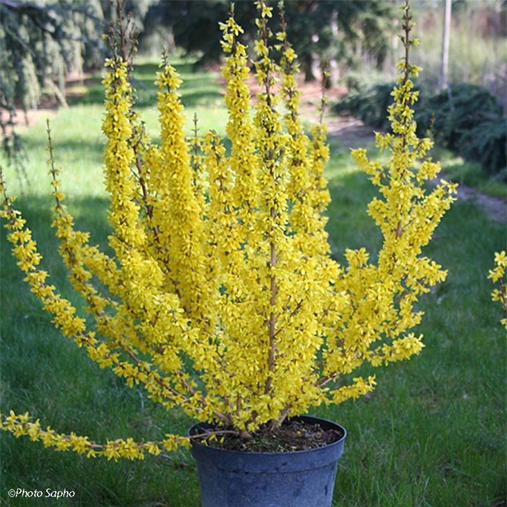Forsythia intermedia Mikador