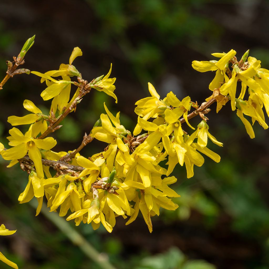 Forsythia intermedia Nimbus