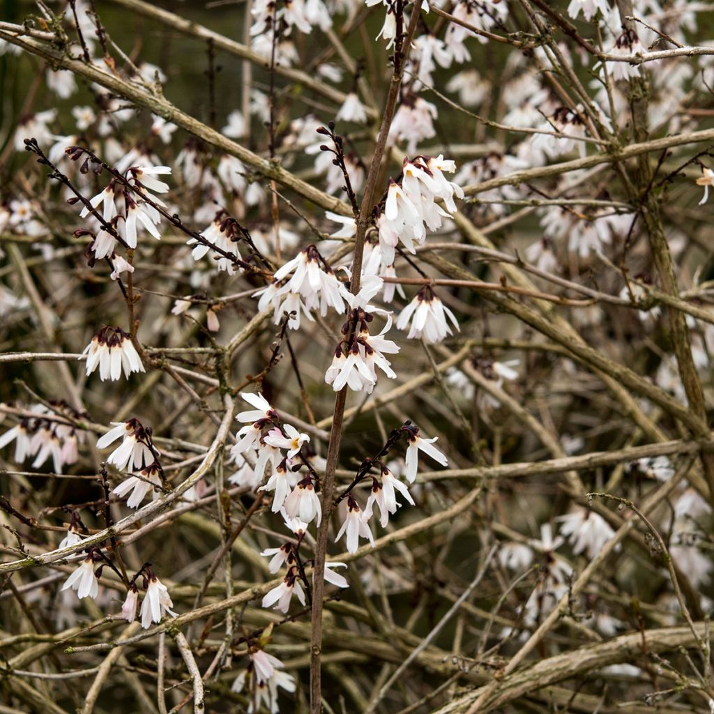 Abeliophyllum distichum - White Forsythia
