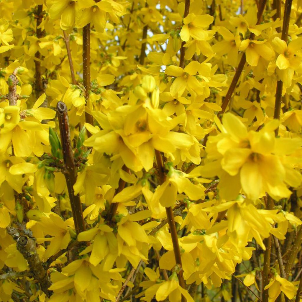 Forsythia intermedia Spectabilis