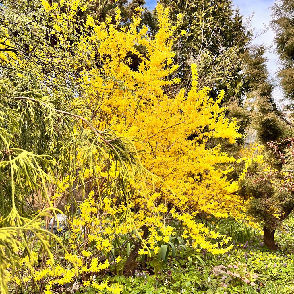 Forsythia intermedia Spectabilis