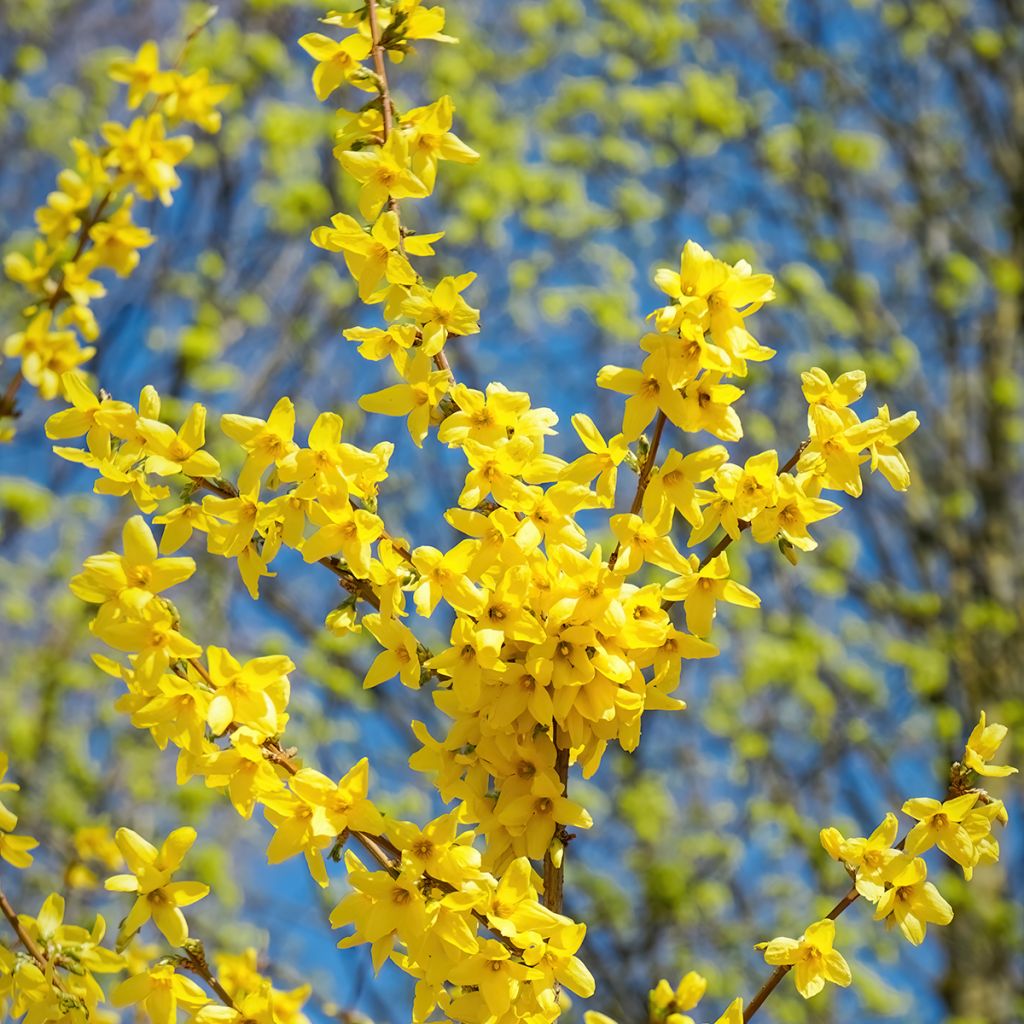 Forsythia intermedia Spectabilis