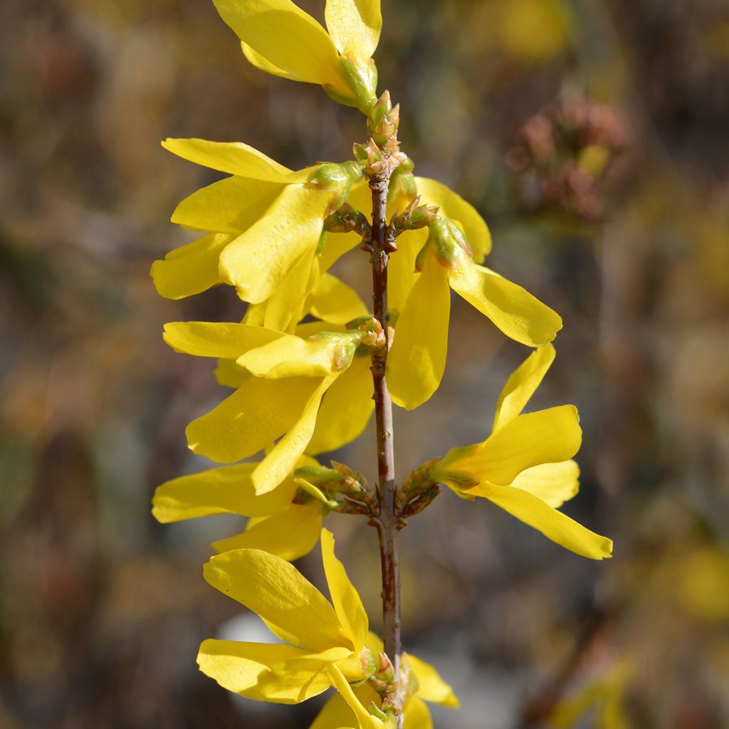 Forsythia intermedia Spectabilis