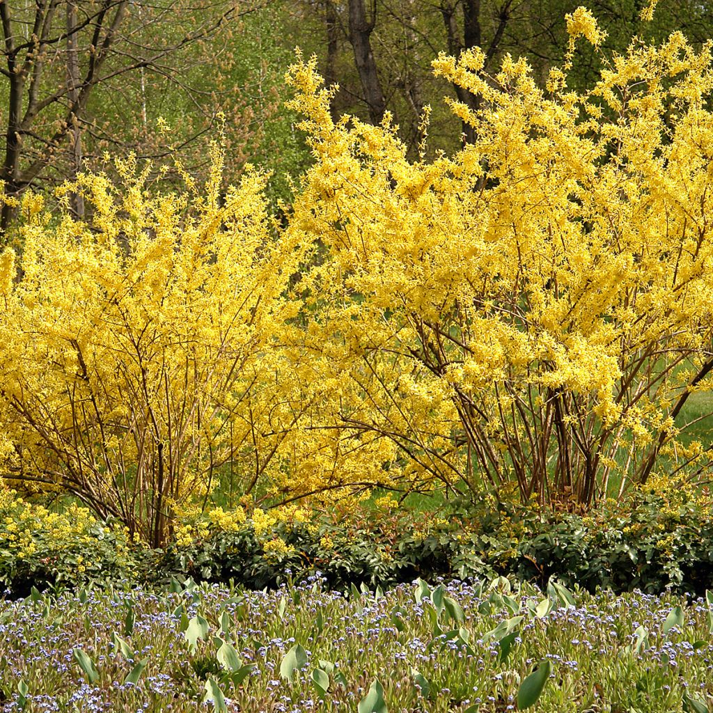 Forsythia intermedia