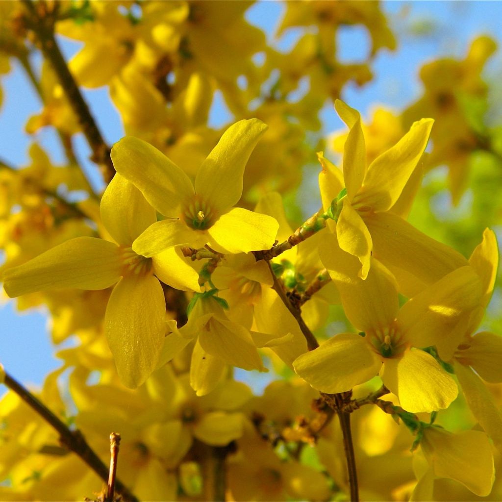 Forsythia intermedia Lynwood