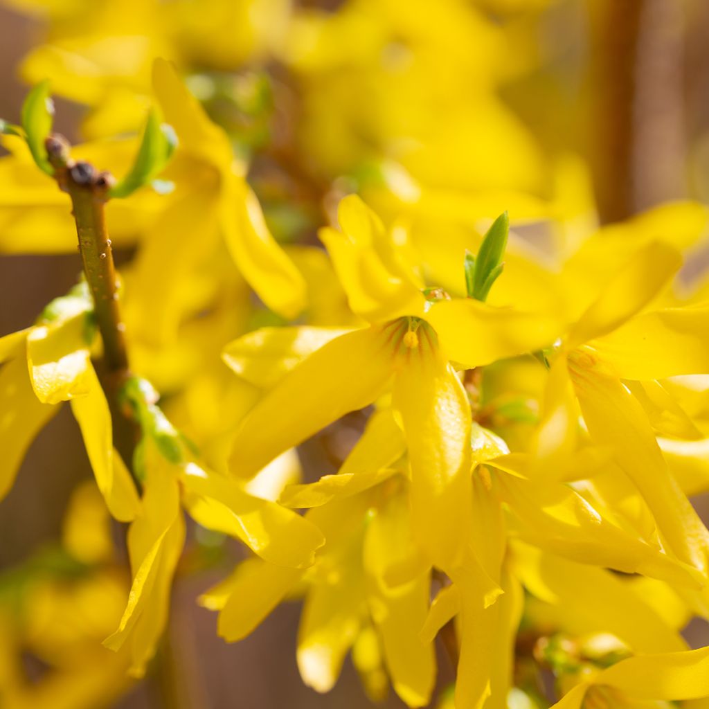Forsythia intermedia Lynwood