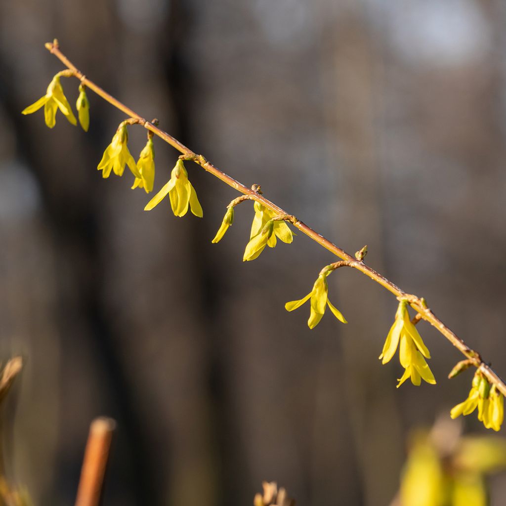 Forsythia intermedia Lynwood