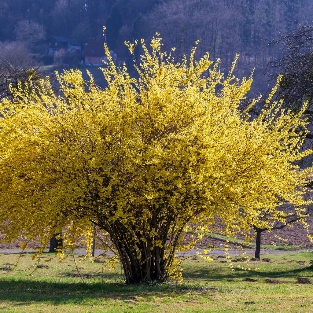 Forsythia intermedia Lynwood