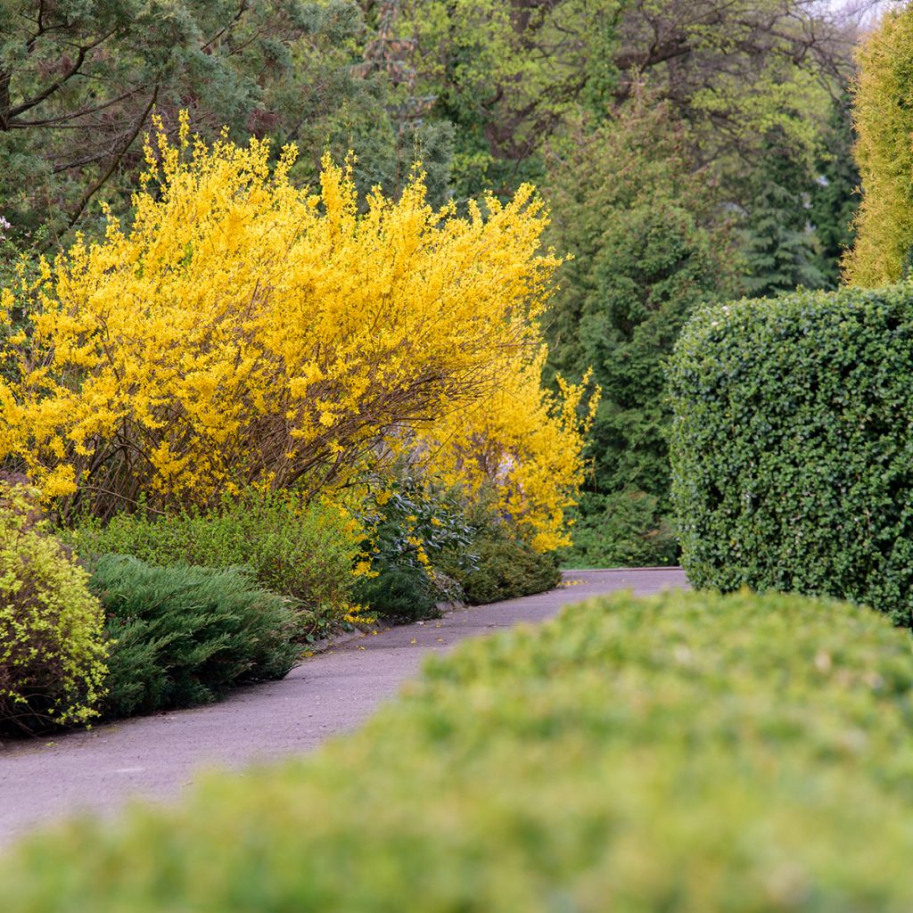 Forsythia x intermedia Forbeesia