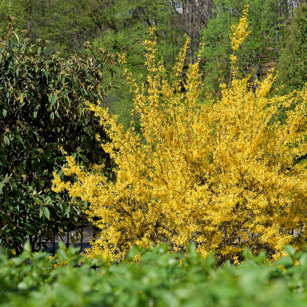 Forsythia intermedia Goldzauber