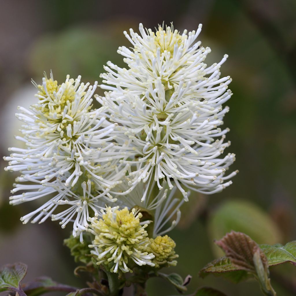 Fothergilla major