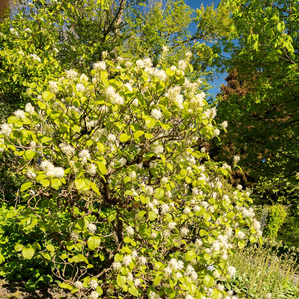 Fothergilla major