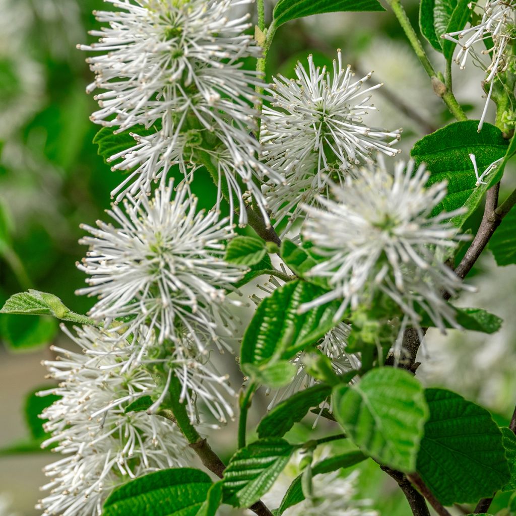 Fothergilla major