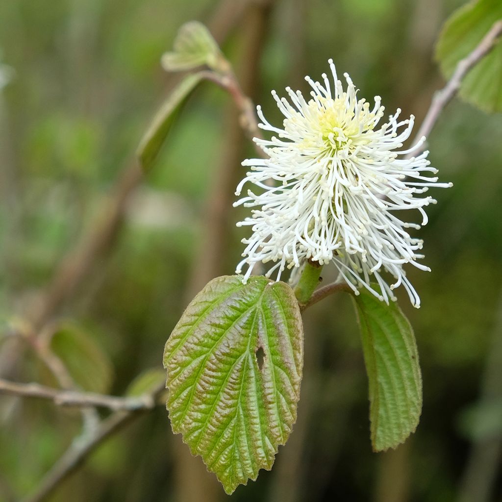 Fothergilla major