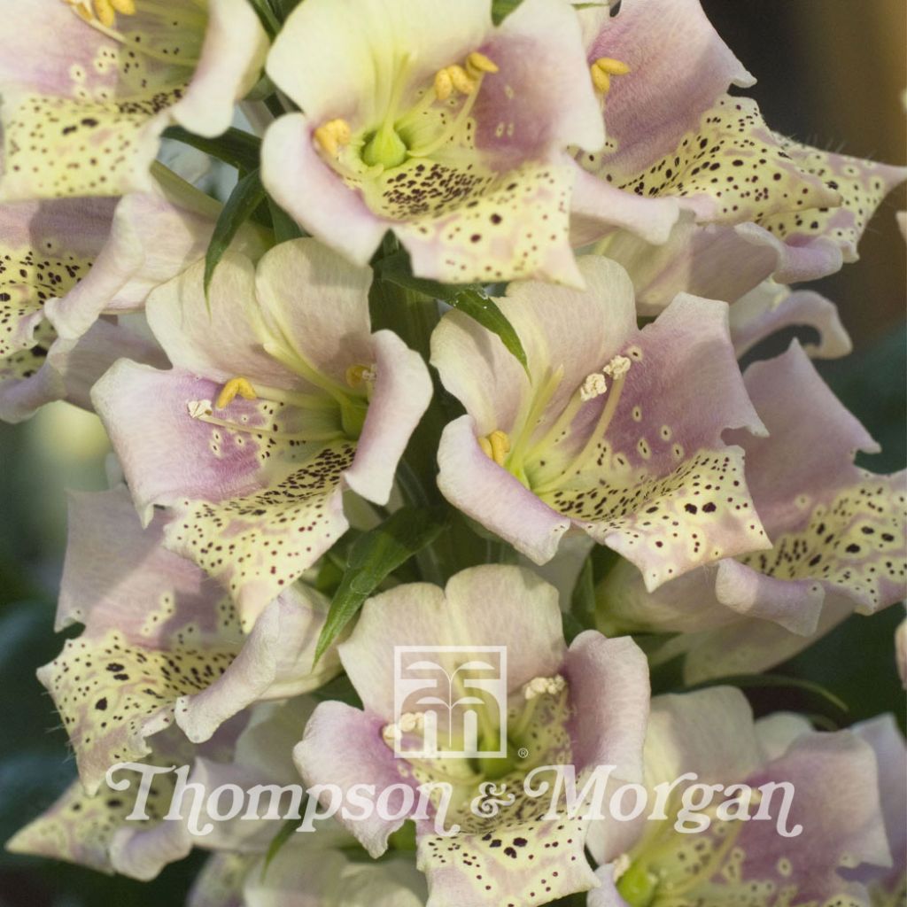 Foxglove Candy Mountain Peach Seeds - Digitalis purpurea