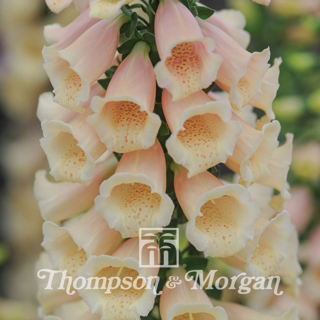 Dalmatian Peach F1 Digitalis - Digitalis purpurea seeds