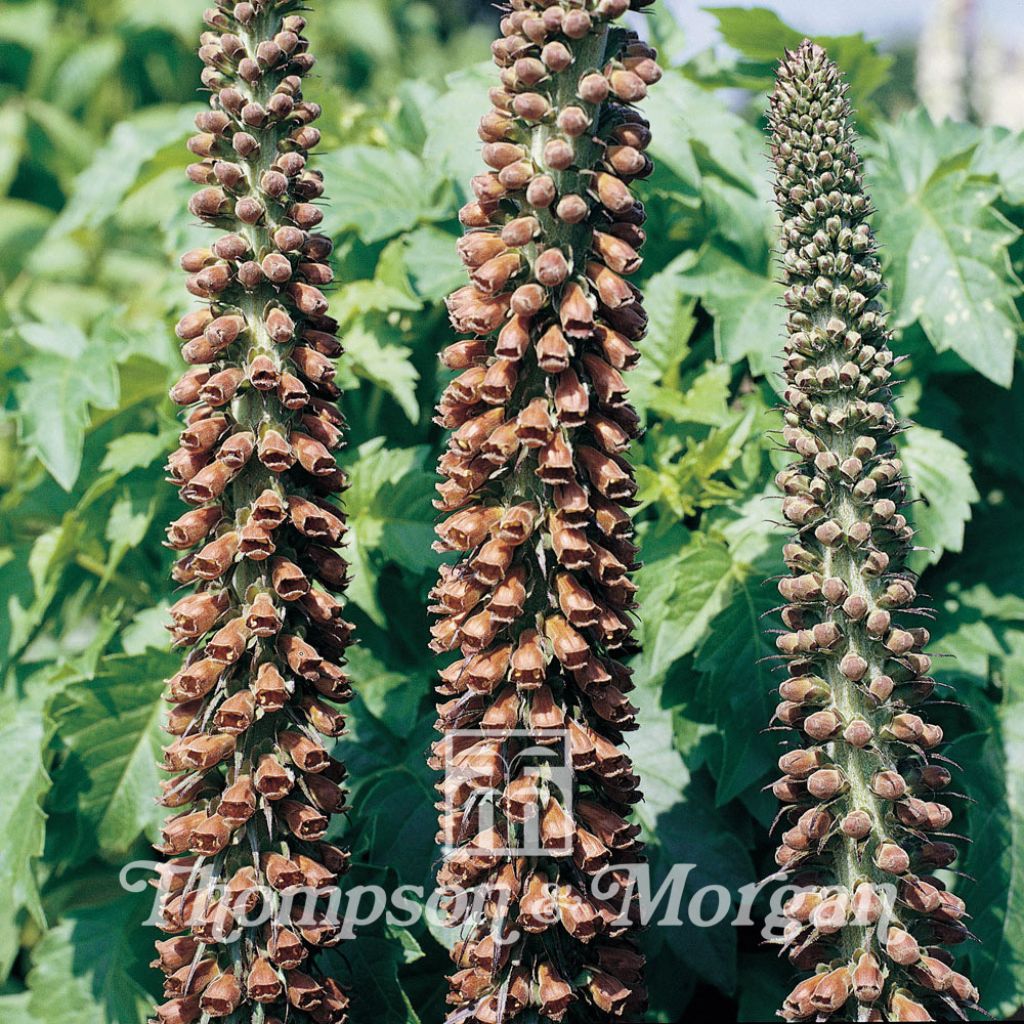Digitalis parviflora Milk Chocolate - Foxglove Seeds