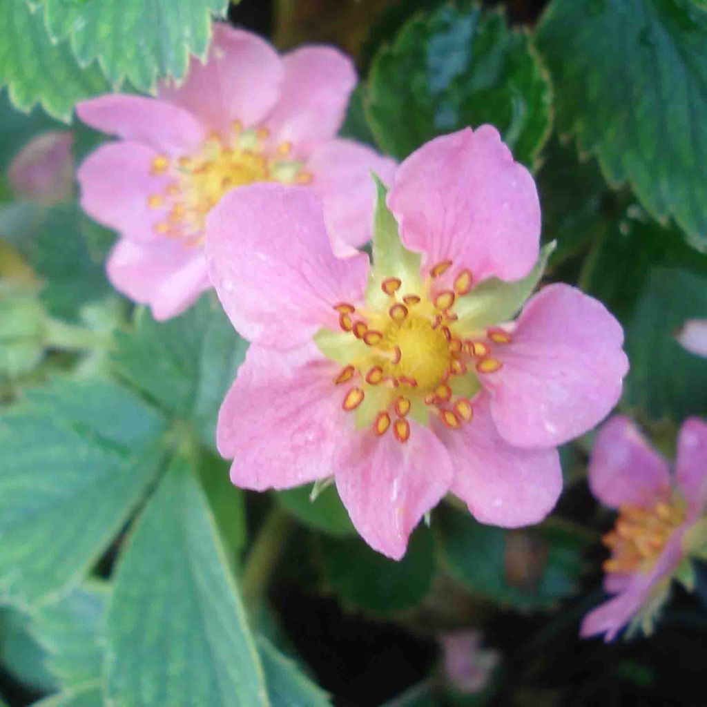 Fragaria Pink Panda
