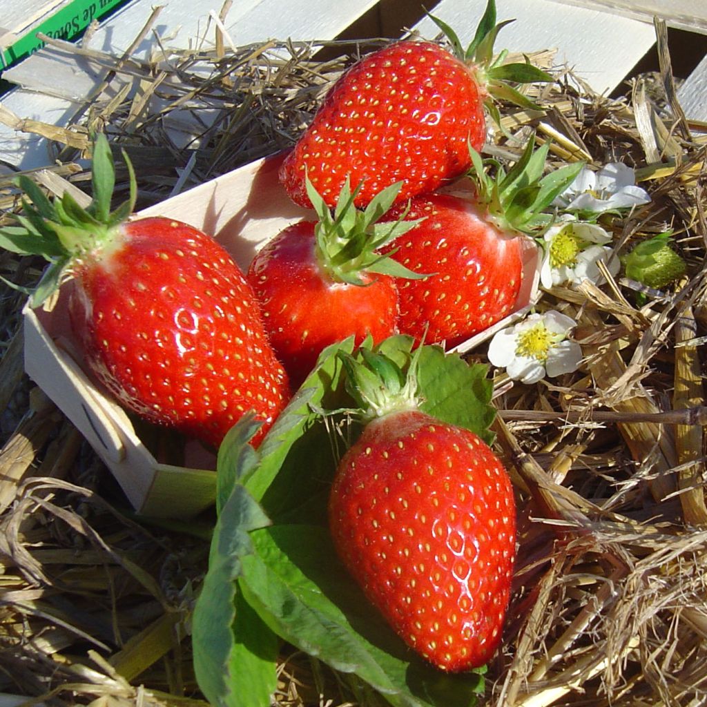 Strawberry Gariguette - Fragaria ananassa