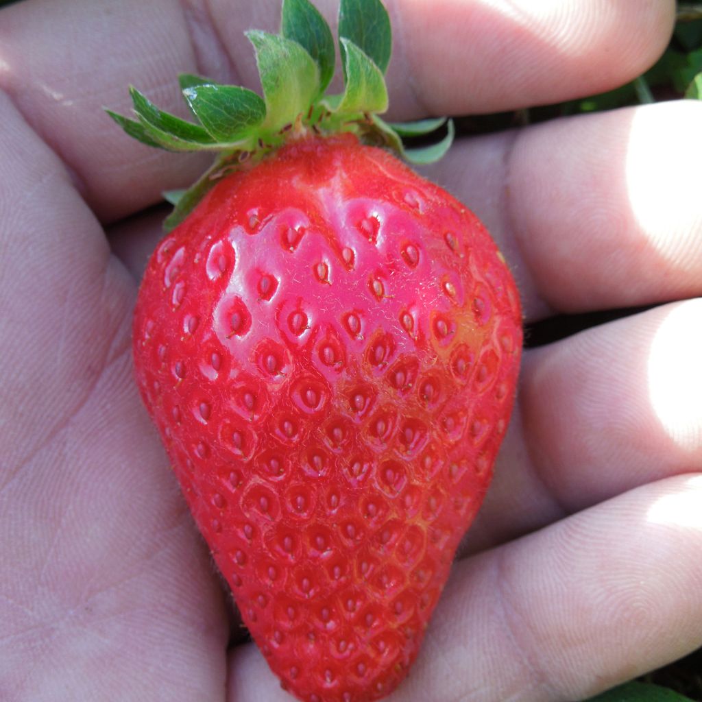 Strawberry Mariguette plants (everbearing) - Fragaria ananassa