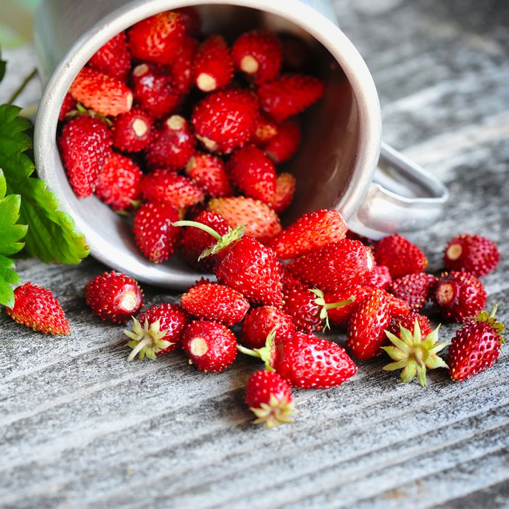 Fragaria vesca 