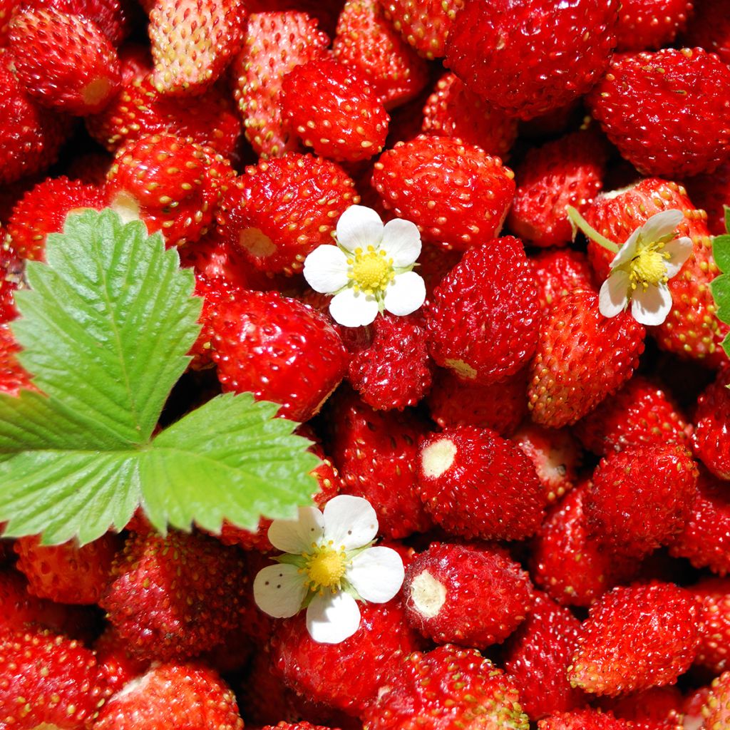 Fragaria vesca 