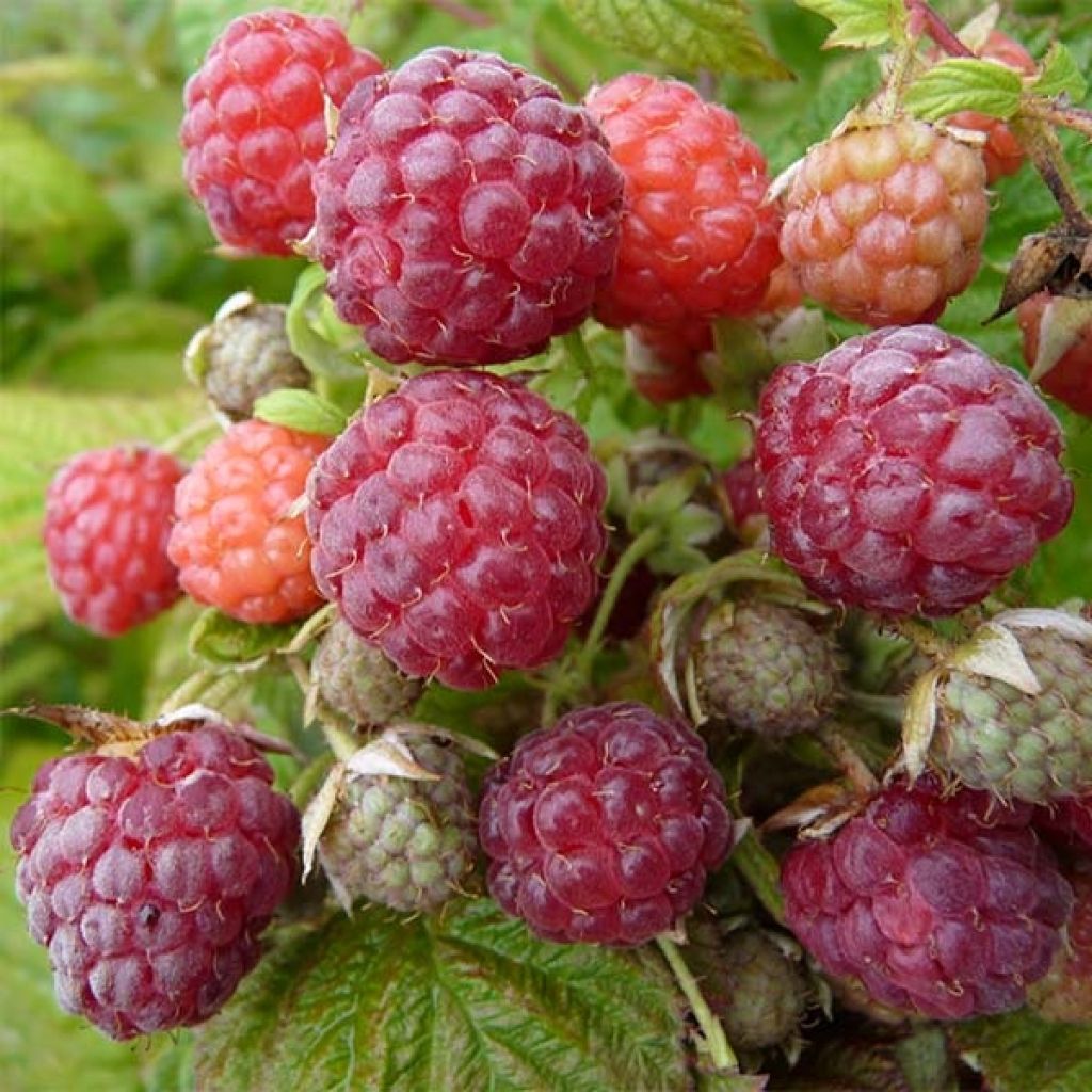 Organic Raspberry Blissy or Autumn Bliss (Everbearing) - Rubus idaeus